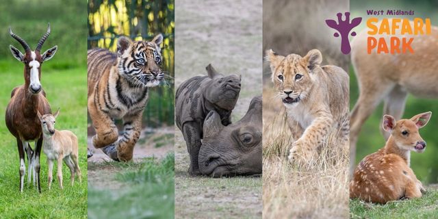 West Midlands Safari Park Discounts