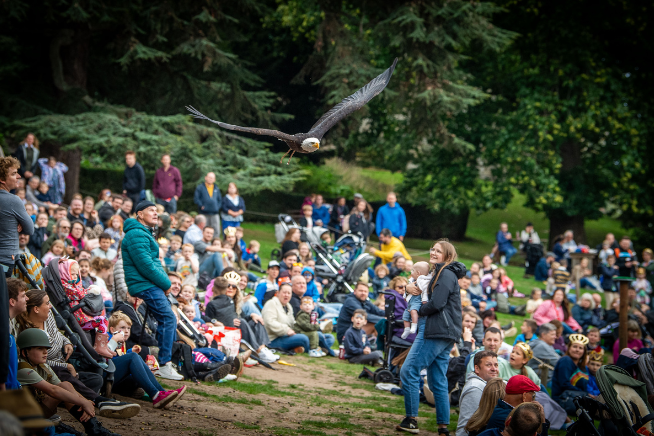 An eagle swooping over people's heads during The Falconers Quest bird show
